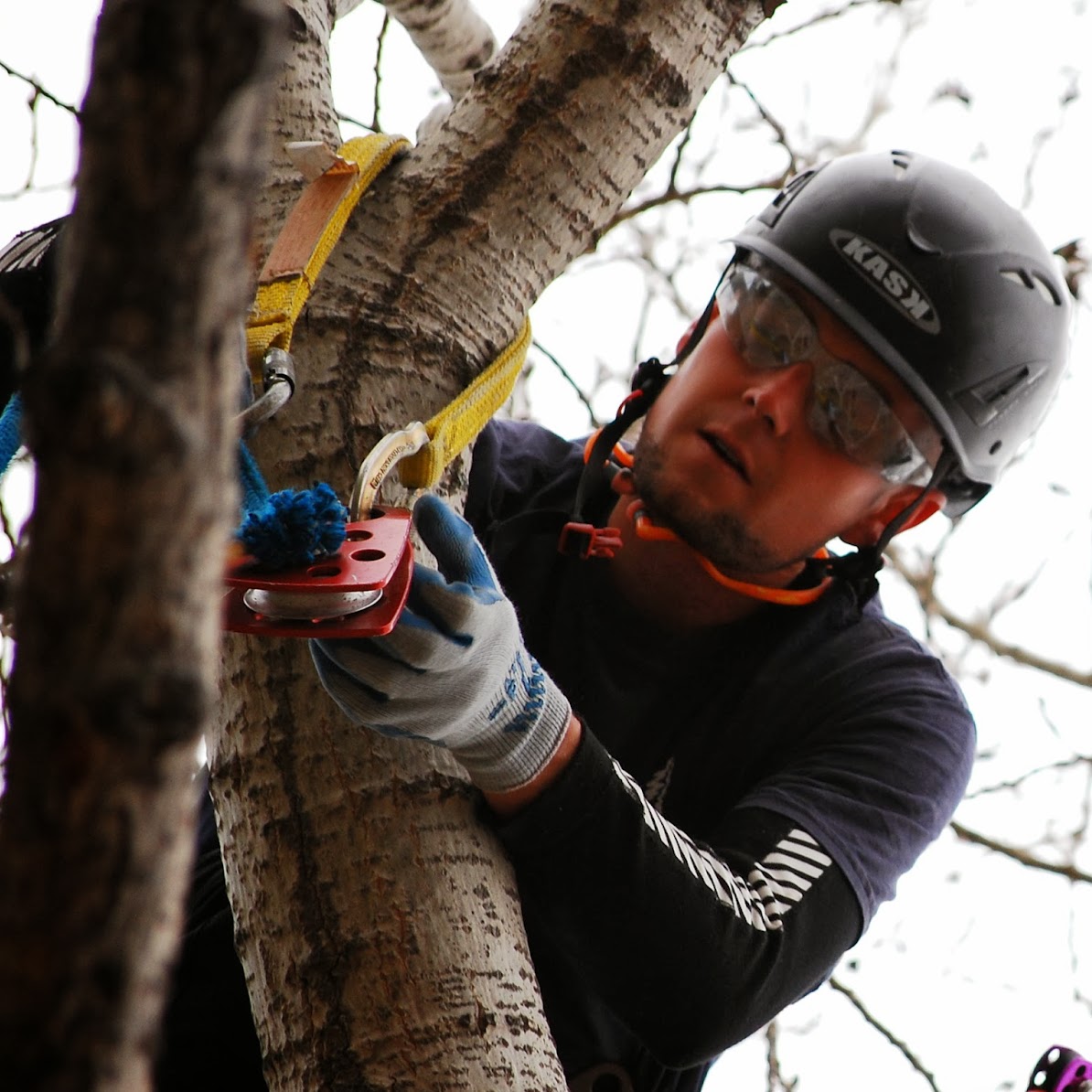 Adair Tree Care arborist rigging a pulley high in a tree